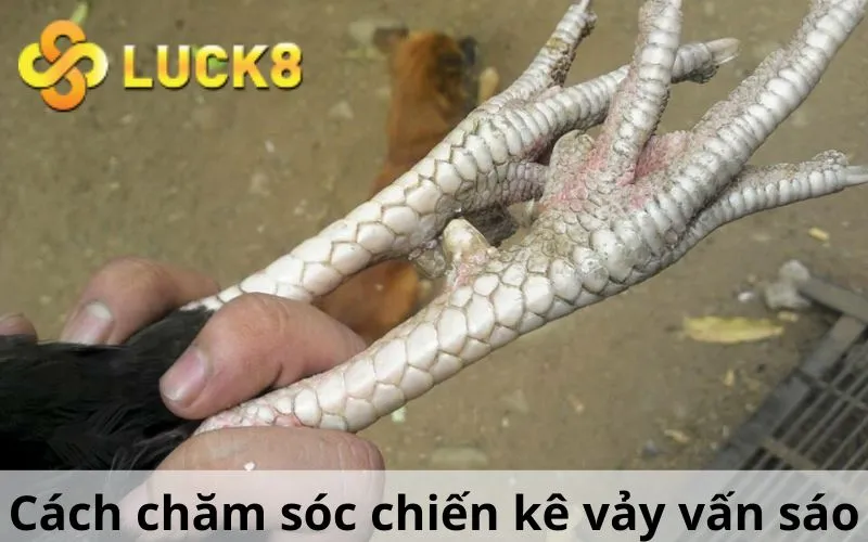 Cách chăm sóc chiến kê vảy vấn sáo