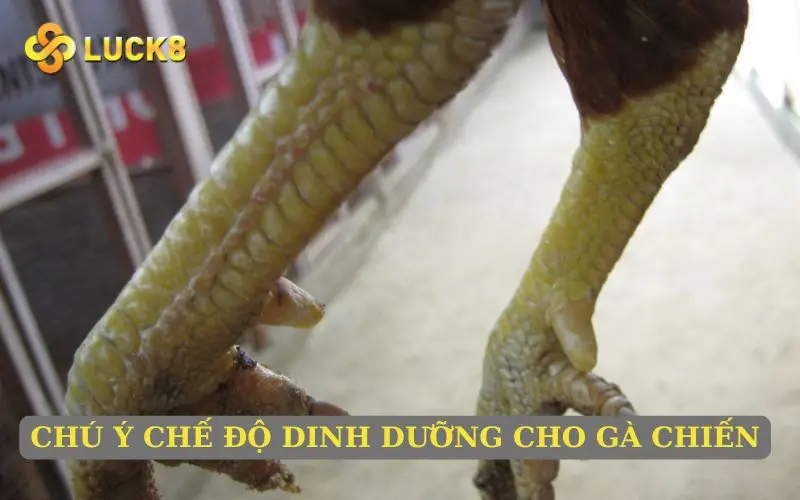 Chú ý chế độ dinh dưỡng cho gà chiến