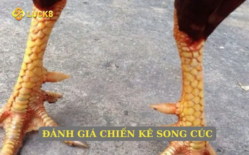 Đánh giá chiến kê Song Cúc