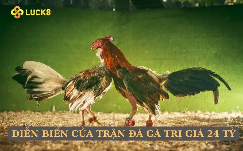 Diễn biến của trận đá gà trị giá 24 tỷ