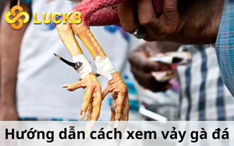 Hướng dẫn cách xem vảy gà đá