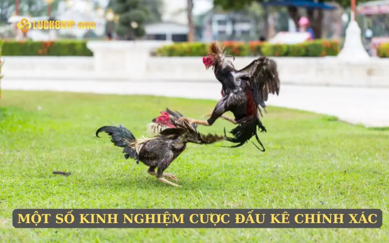 Một số kinh nghiệm cược đấu kê chính xác