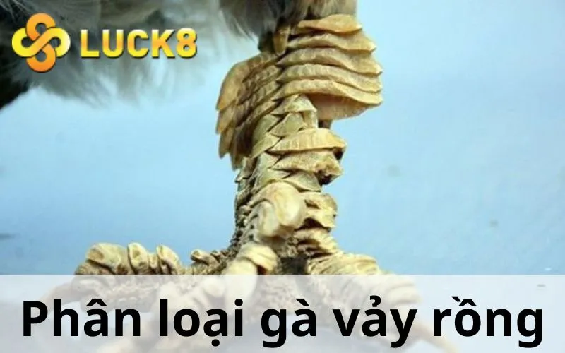 Phân loại gà vảy rồng