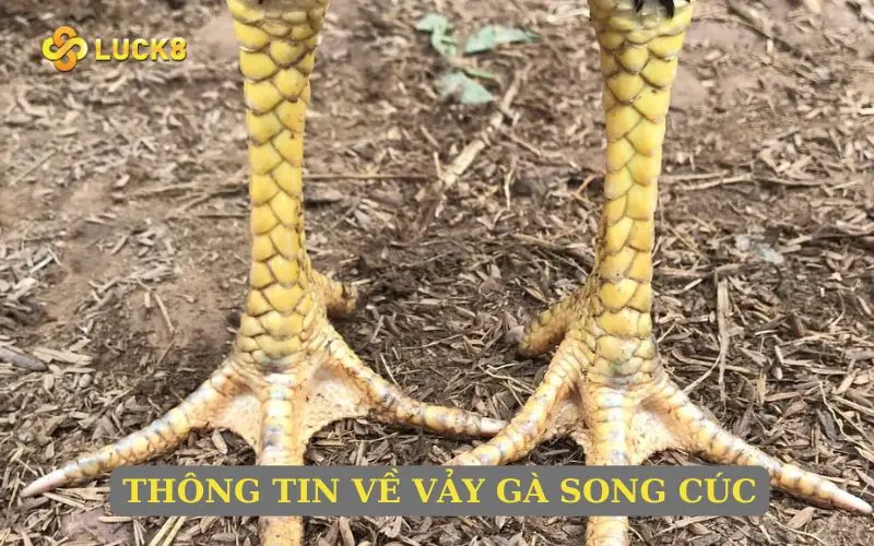 Thông tin về vảy gà Song Cúc