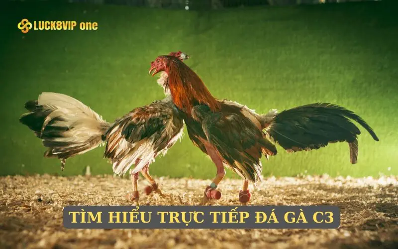 Tìm hiểu trực tiếp đá gà C3