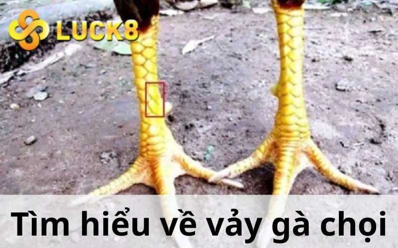 Tìm hiểu về vảy gà chọi