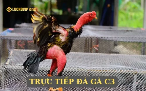 Trực Tiếp Đá Gà C3