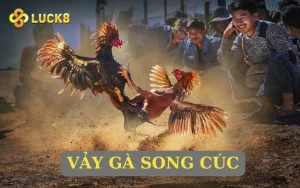 vay-ga-song-cuc